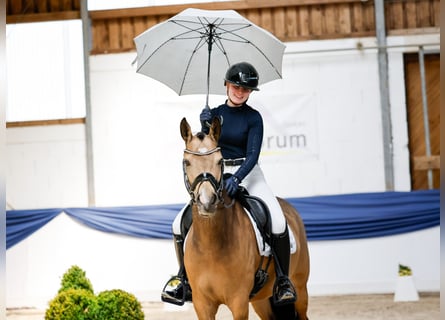 Deutsches Reitpony, Stute, 4 Jahre, 145 cm, Falbe