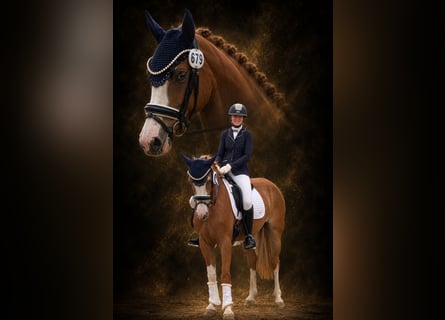 Deutsches Reitpony, Stute, 4 Jahre, 145 cm, Fuchs