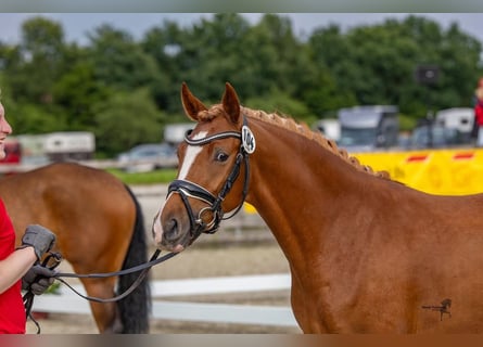 Deutsches Reitpony, Stute, 4 Jahre, 145 cm, Fuchs