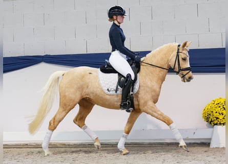 Deutsches Reitpony, Stute, 4 Jahre, 145 cm, Palomino