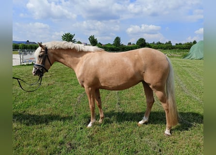 Deutsches Reitpony, Stute, 4 Jahre, 145 cm, Palomino