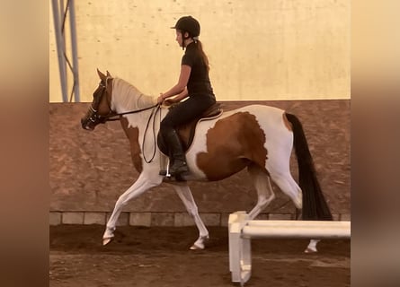 Deutsches Reitpony, Stute, 4 Jahre, 145 cm, Schecke