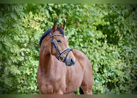 Deutsches Reitpony, Stute, 4 Jahre, 146 cm, Brauner