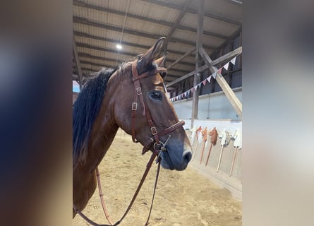 Deutsches Reitpony, Stute, 4 Jahre, 146 cm, Brauner
