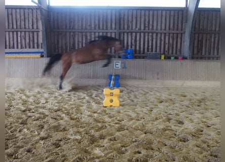 Deutsches Reitpony, Stute, 4 Jahre, 146 cm, Brauner