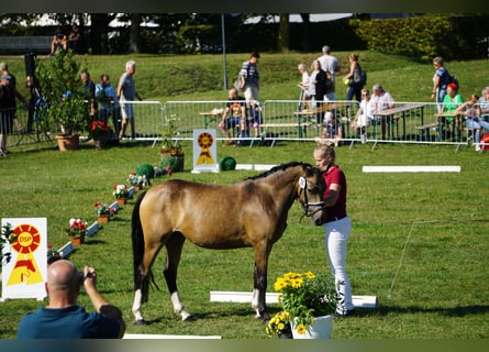 Deutsches Reitpony, Stute, 4 Jahre, 146 cm, Buckskin