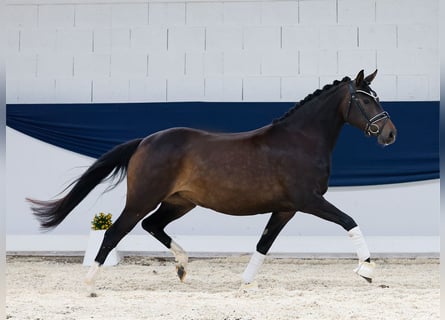 Deutsches Reitpony, Stute, 4 Jahre, 146 cm, Dunkelbrauner