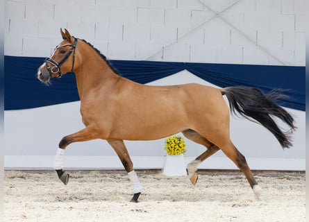 Deutsches Reitpony, Stute, 4 Jahre, 146 cm, Falbe
