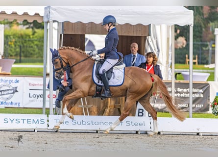 Deutsches Reitpony, Stute, 4 Jahre, 146 cm, Fuchs