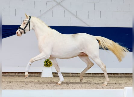 Deutsches Reitpony, Stute, 4 Jahre, 146 cm, Perlino
