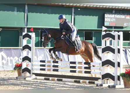 Deutsches Reitpony, Stute, 4 Jahre, 147 cm, Brauner