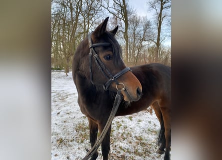 Deutsches Reitpony, Stute, 4 Jahre, 147 cm, Brauner