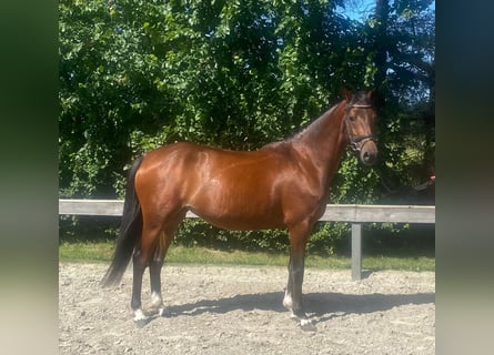 Deutsches Reitpony, Stute, 4 Jahre, 147 cm, Brauner