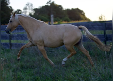 Deutsches Reitpony, Stute, 4 Jahre, 147 cm