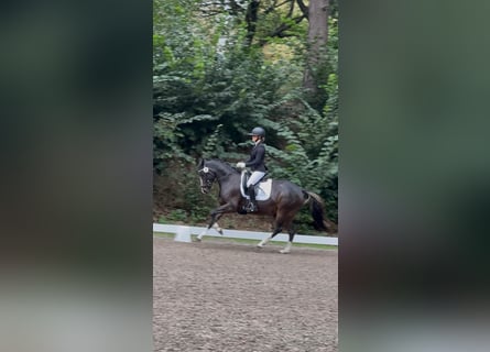 Deutsches Reitpony, Stute, 4 Jahre, 147 cm, Dunkelbrauner