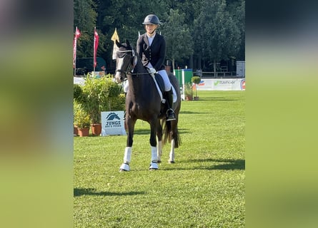 Deutsches Reitpony, Stute, 4 Jahre, 147 cm, Dunkelbrauner