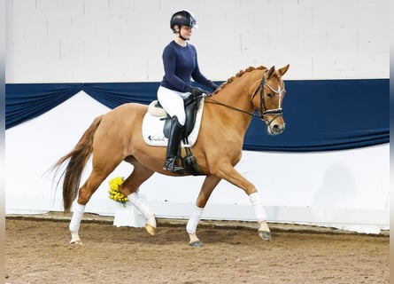 Deutsches Reitpony, Stute, 4 Jahre, 147 cm, Falbe