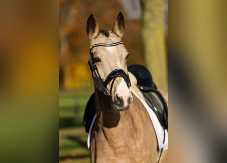 Deutsches Reitpony, Stute, 4 Jahre, 147 cm, Falbe