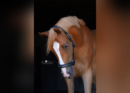 Deutsches Reitpony, Stute, 4 Jahre, 147 cm, Fuchs