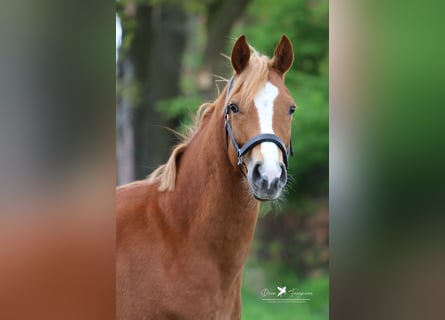 Deutsches Reitpony, Stute, 4 Jahre, 147 cm, Fuchs