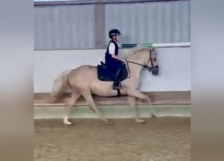 Deutsches Reitpony, Stute, 4 Jahre, 147 cm, Palomino