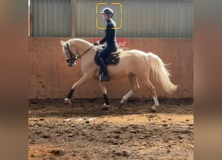 Deutsches Reitpony, Stute, 4 Jahre, 147 cm, Palomino