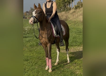 Deutsches Reitpony, Stute, 4 Jahre, 147 cm, Red Dun
