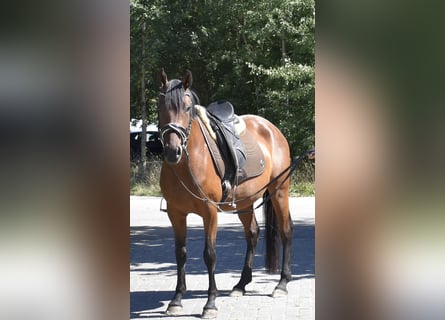 Deutsches Reitpony, Stute, 4 Jahre, 148 cm, Brauner