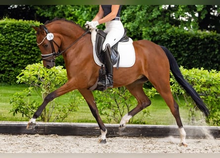Deutsches Reitpony, Stute, 4 Jahre, 148 cm, Brauner