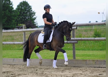 Deutsches Reitpony, Stute, 4 Jahre, 148 cm, Dunkelbrauner