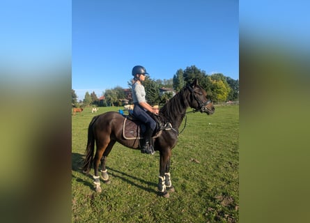 Deutsches Reitpony Mix, Stute, 4 Jahre, 148 cm, Dunkelbrauner