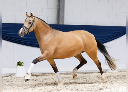 Deutsches Reitpony, Stute, 4 Jahre, 148 cm, Falbe