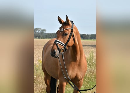 Deutsches Reitpony, Stute, 4 Jahre, 148 cm, Falbe