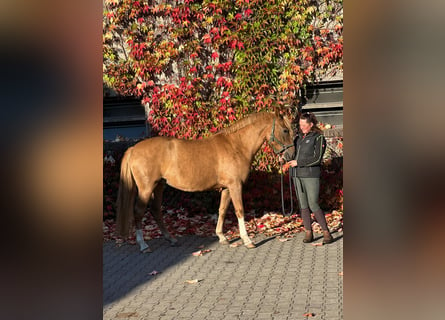 Deutsches Reitpony, Stute, 4 Jahre, 148 cm, Fuchs