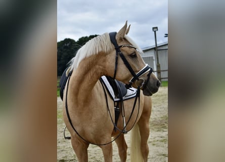 Deutsches Reitpony, Stute, 4 Jahre, 148 cm, Palomino