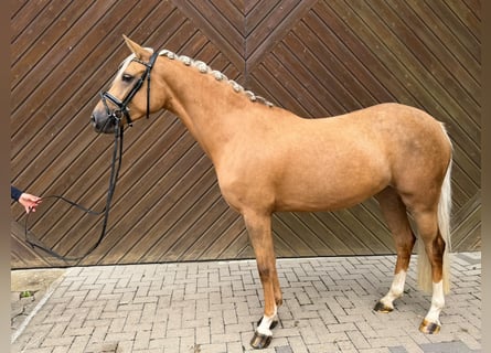 Deutsches Reitpony, Stute, 4 Jahre, 148 cm, Palomino