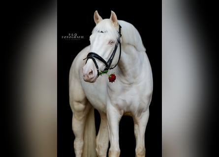 Deutsches Reitpony, Stute, 4 Jahre, 148 cm, Perlino