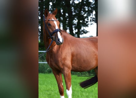 Deutsches Reitpony, Stute, 4 Jahre, 149 cm, Fuchs