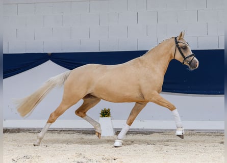 Deutsches Reitpony, Stute, 4 Jahre, 150 cm, Palomino