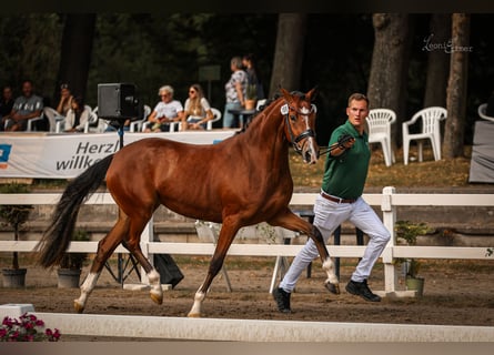 Deutsches Reitpony, Stute, 4 Jahre, 152 cm, Brauner