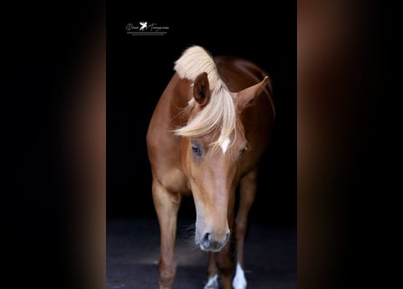 Deutsches Reitpony, Stute, 4 Jahre, 152 cm, Fuchs