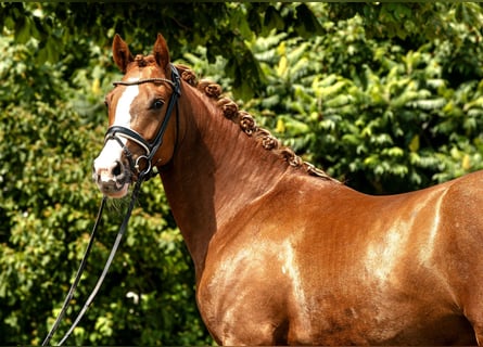 Deutsches Reitpony, Stute, 4 Jahre, 152 cm, Fuchs