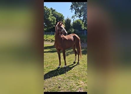 Deutsches Reitpony, Stute, 4 Jahre, 153 cm, Fuchs