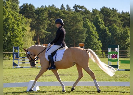 Deutsches Reitpony, Stute, 4 Jahre, 153 cm, Palomino