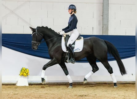 Deutsches Reitpony, Stute, 4 Jahre, 156 cm, Rappe