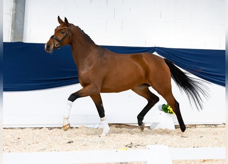 Deutsches Reitpony, Stute, 4 Jahre, 160 cm, Brauner