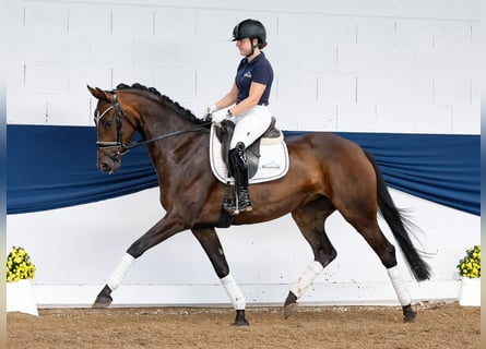 Deutsches Reitpony, Stute, 4 Jahre, 162 cm, Dunkelbrauner