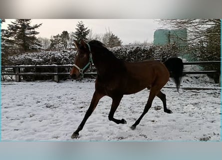 Deutsches Reitpony, Stute, 4 Jahre, Brauner