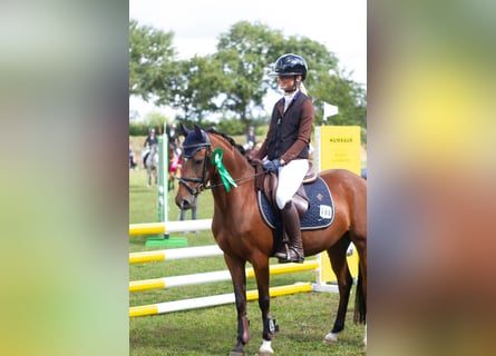 Deutsches Reitpony, Stute, 5 Jahre, 138 cm, Brauner