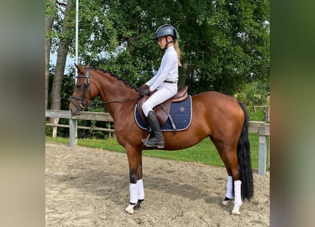 Deutsches Reitpony, Stute, 5 Jahre, 138 cm, Brauner